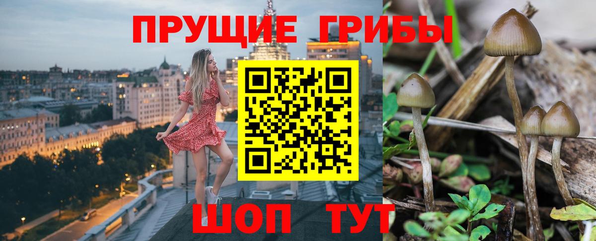 Гагарин  Псилоцибиновые грибы Cubensis  Вход с VPN 